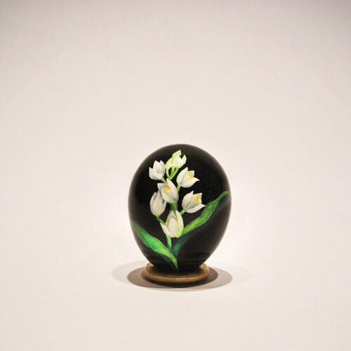 Cephalantera longifolia